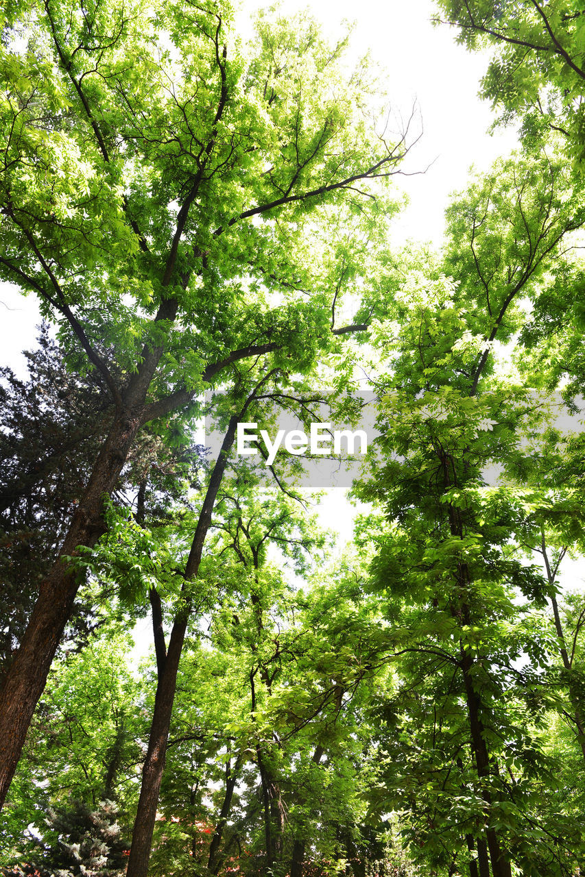 LOW ANGLE VIEW OF TREES IN FOREST