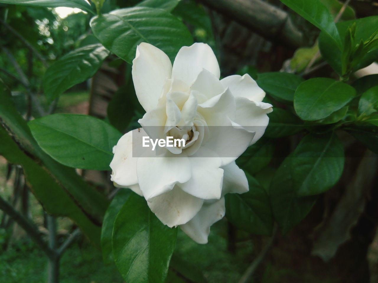 CLOSE-UP OF WHITE FLOWER