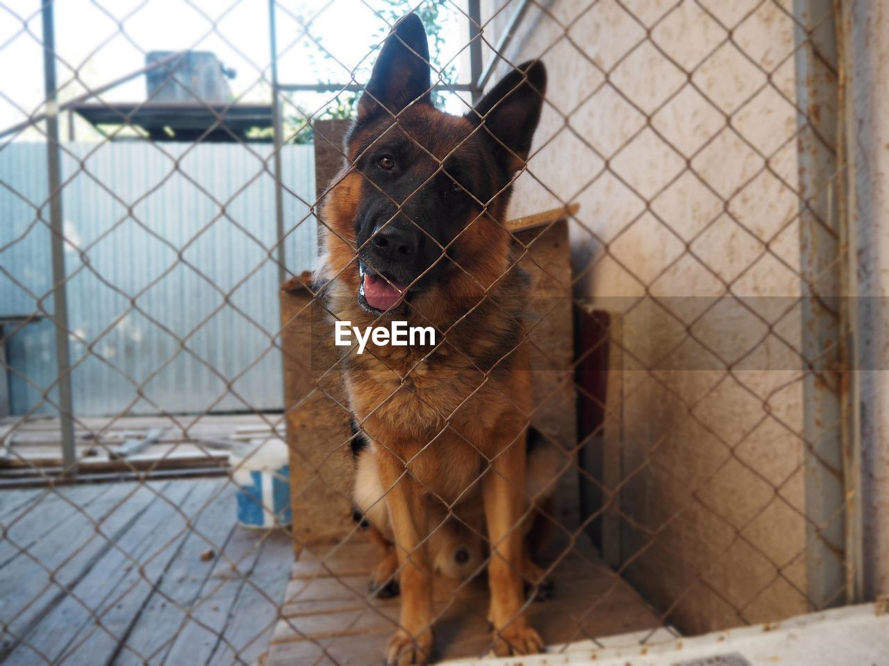 pet, mammal, domestic animals, animal themes, animal, one animal, dog, canine, animal shelter, german shepherd, fence, security, no people, day, carnivore, protection, architecture, looking, portrait, facial expression, outdoors, built structure, sticking out tongue