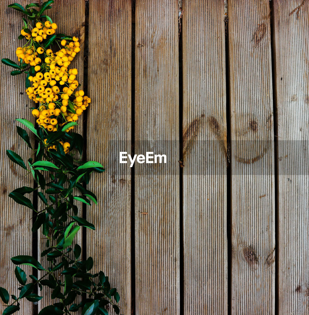 Close-up of yellow flowering plants on wood