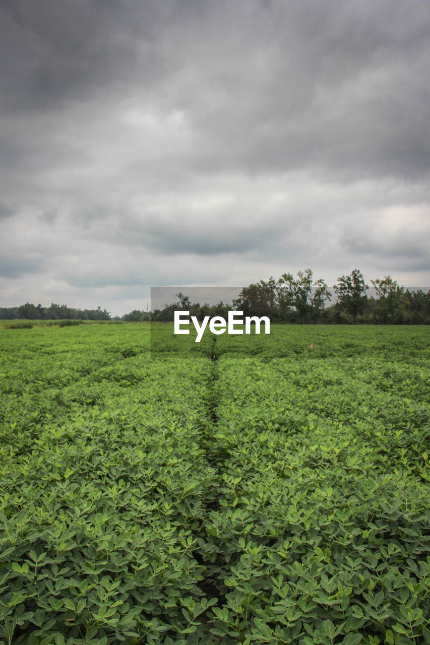 SCENIC VIEW OF LANDSCAPE AGAINST CLOUDY SKY