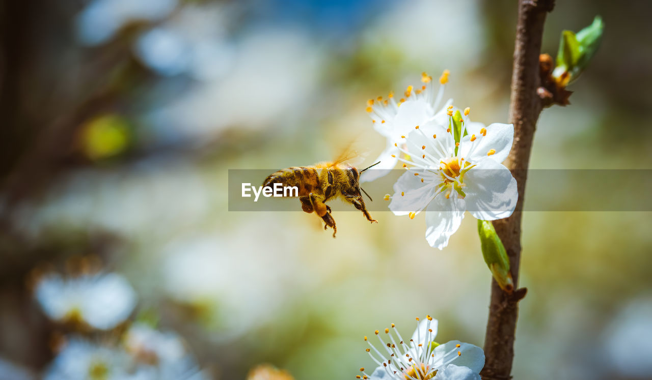 Closeup of a honey bee gathering nectar and spreading pollen on white flowers on cherry tree. 