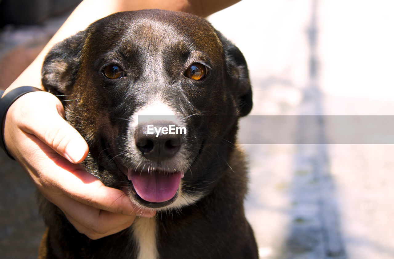 CLOSE-UP PORTRAIT OF BLACK HAND HOLDING DOG