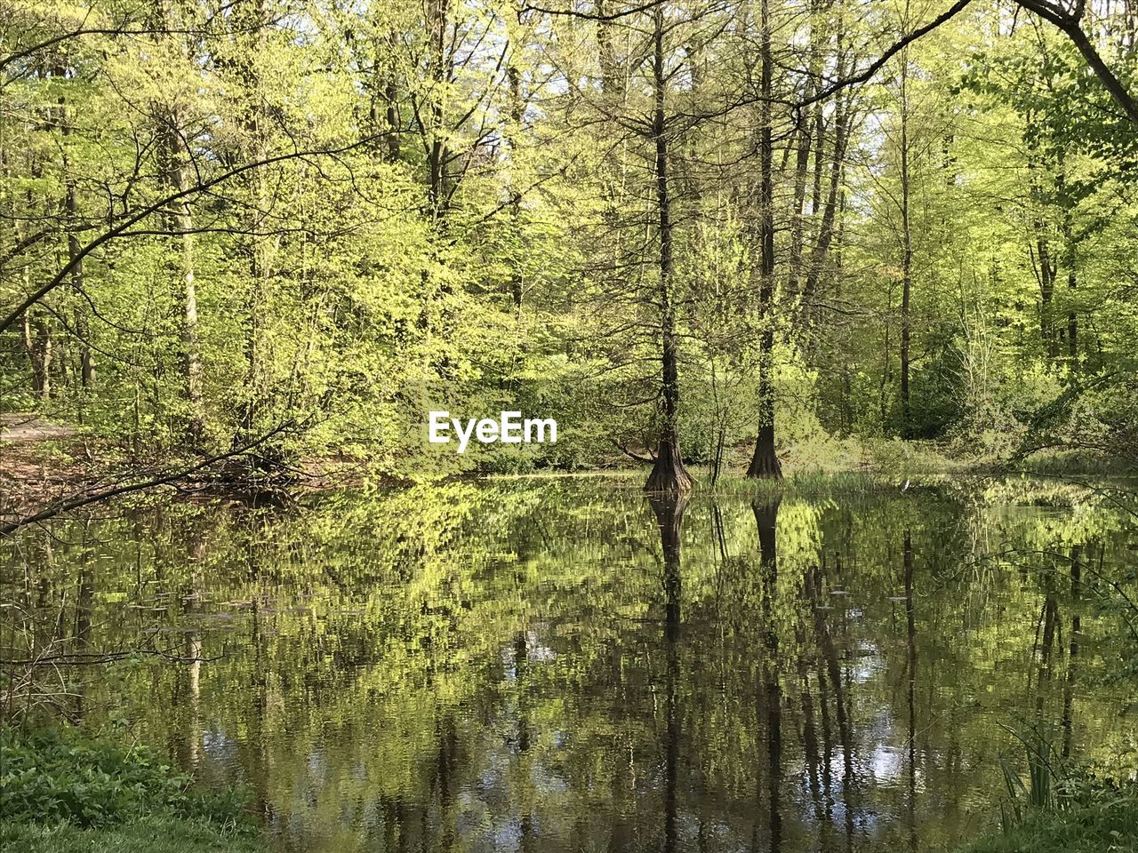 SCENIC VIEW OF LAKE