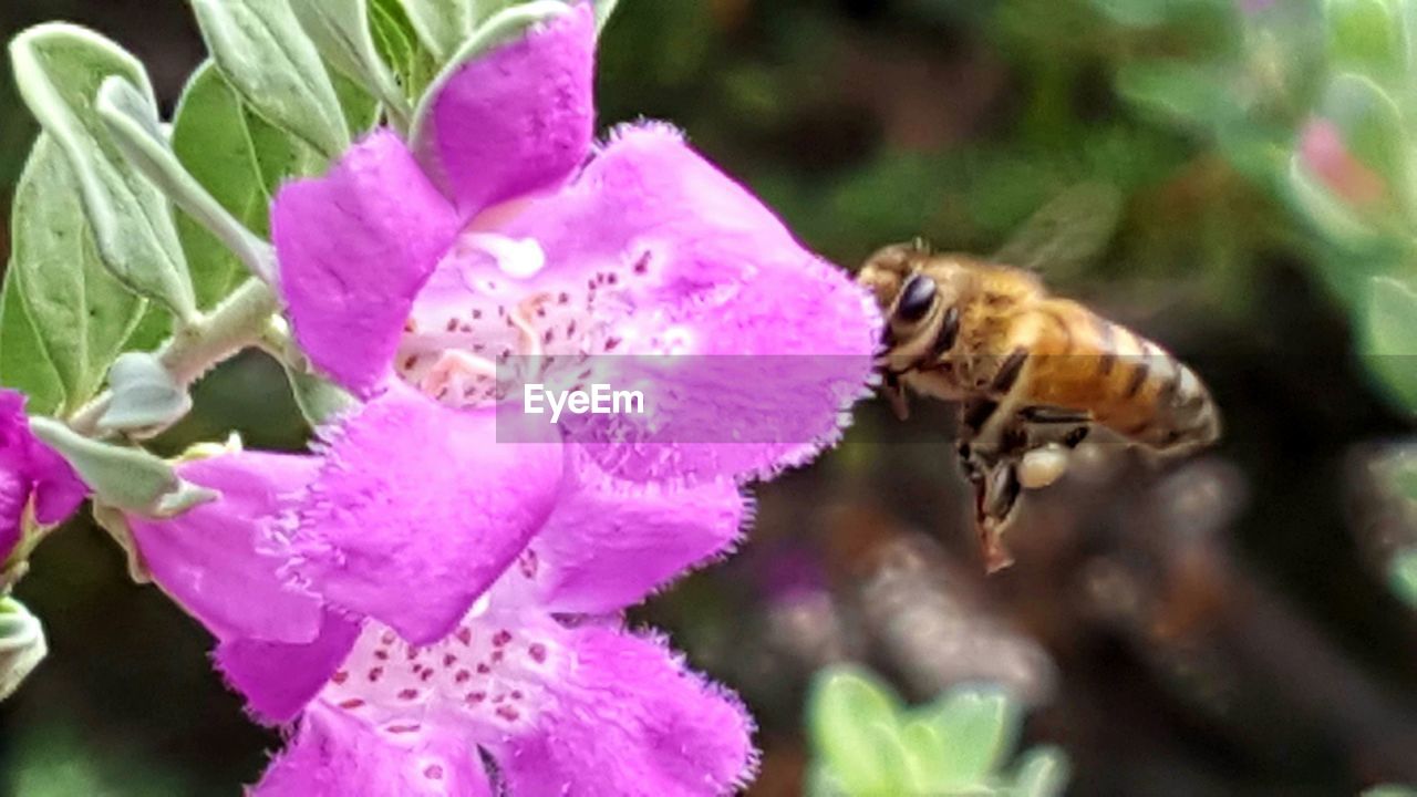 CLOSE-UP OF BEE POLLINATING ON PINK FLOWER