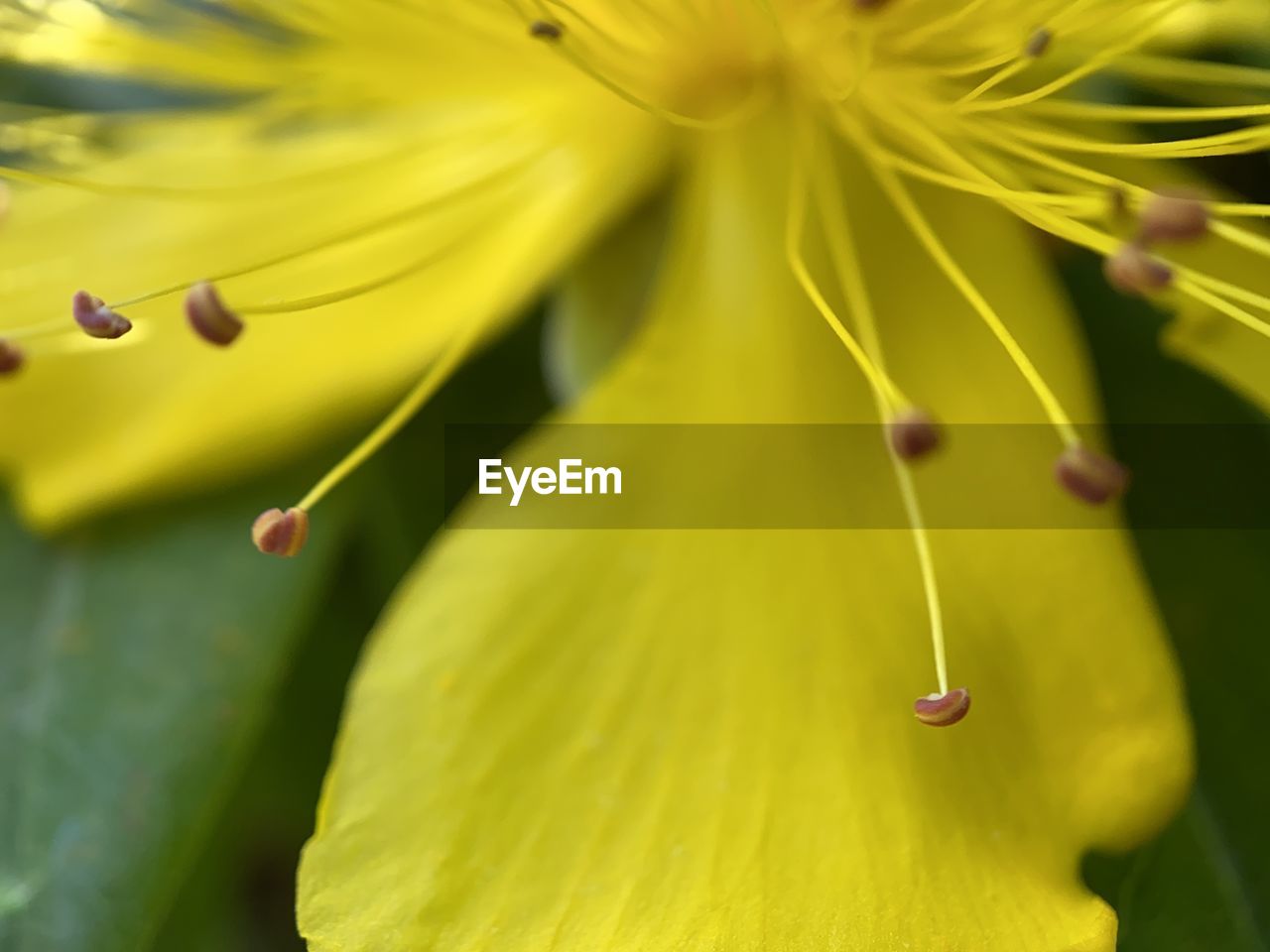 CLOSE-UP OF YELLOW ROSE FLOWER