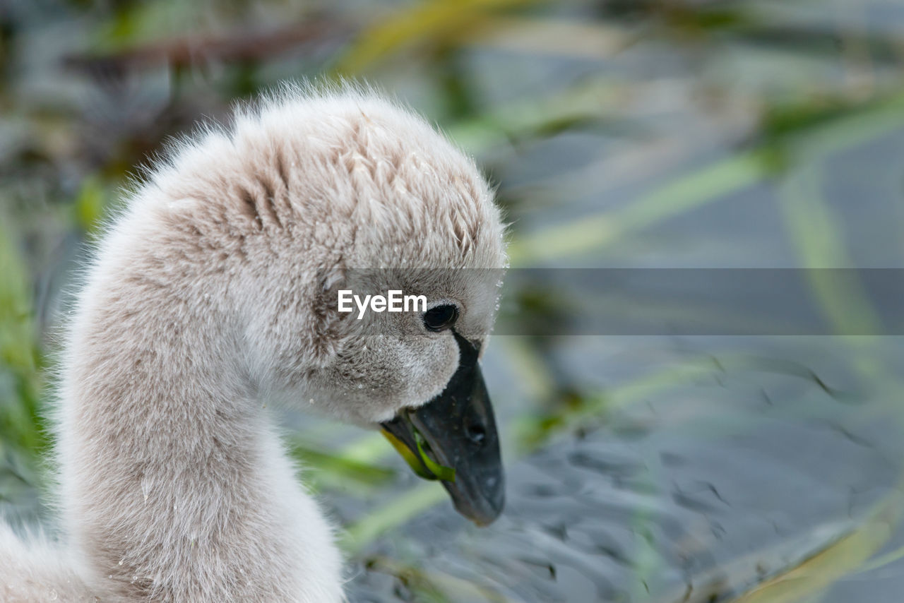 Close-up image of cute black swan cygnet swimming in the water