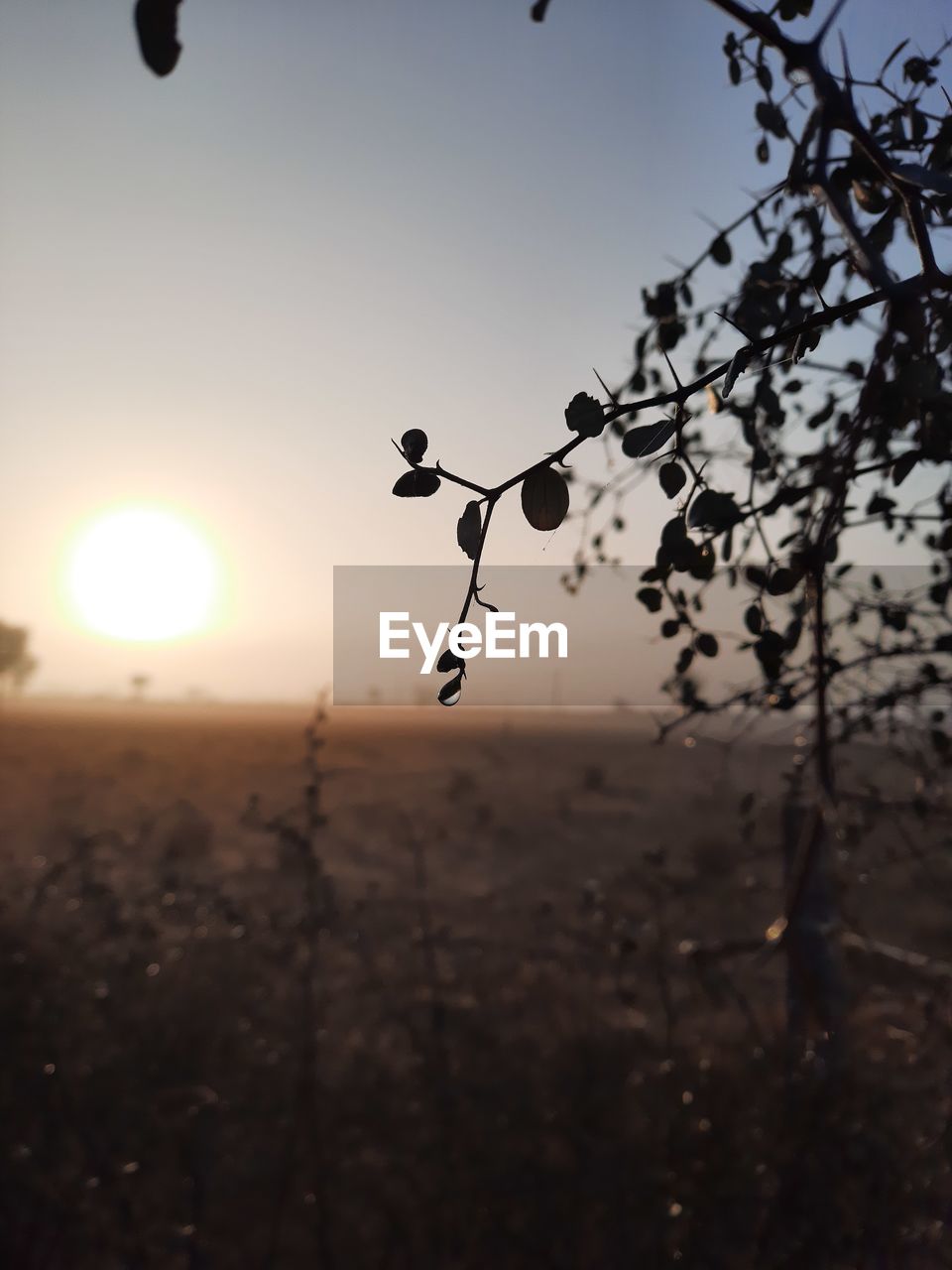 CLOSE-UP OF SILHOUETTE TREE AGAINST SKY AT SUNSET