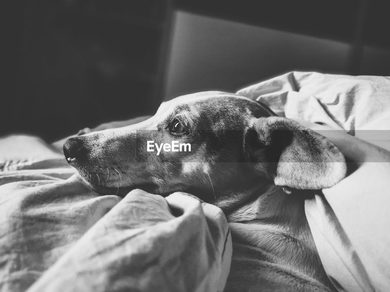 Close-up of dog resting on bed at home looking lost in thought