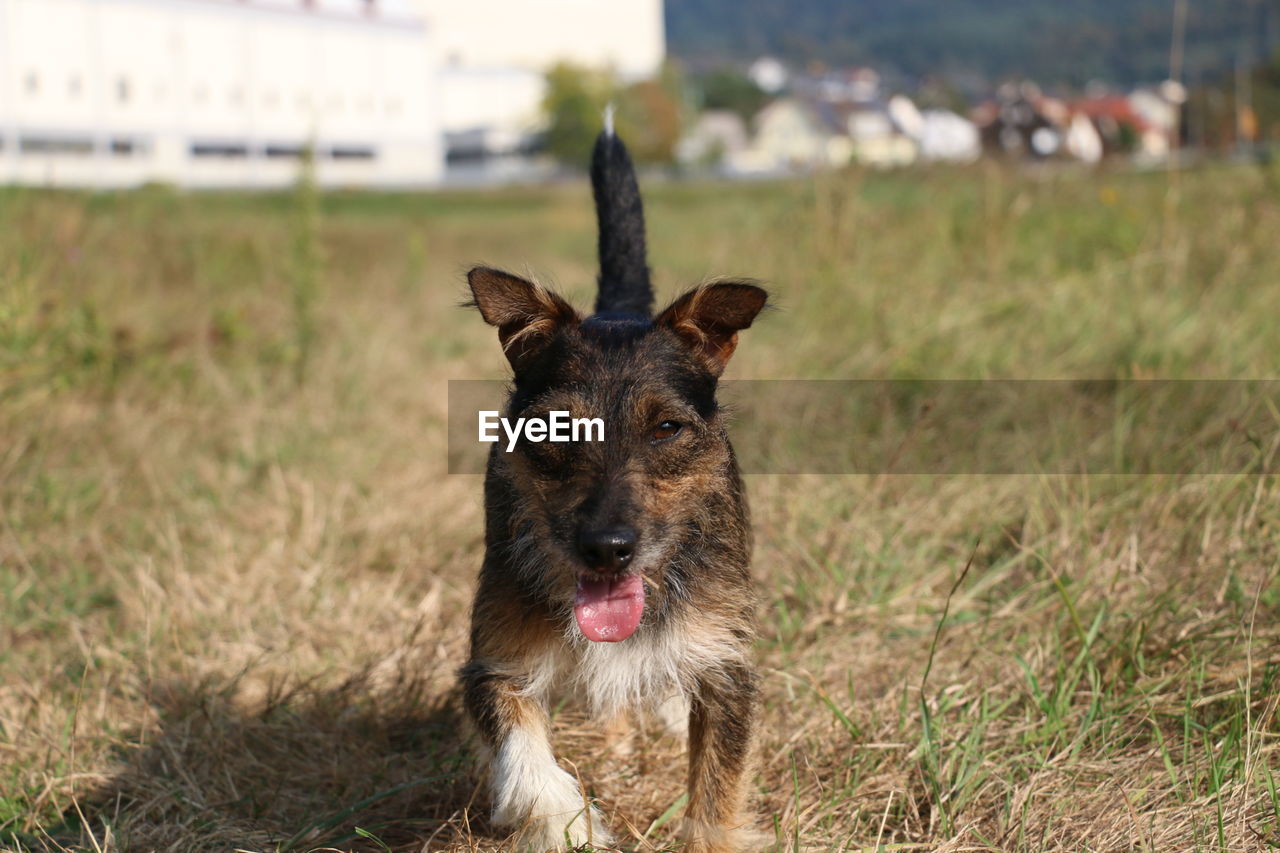 Close-up portrait of dog on grassy field