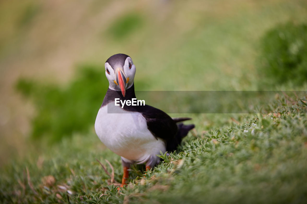 Fratercula puffin in saltee island ireland. in the process of migration 