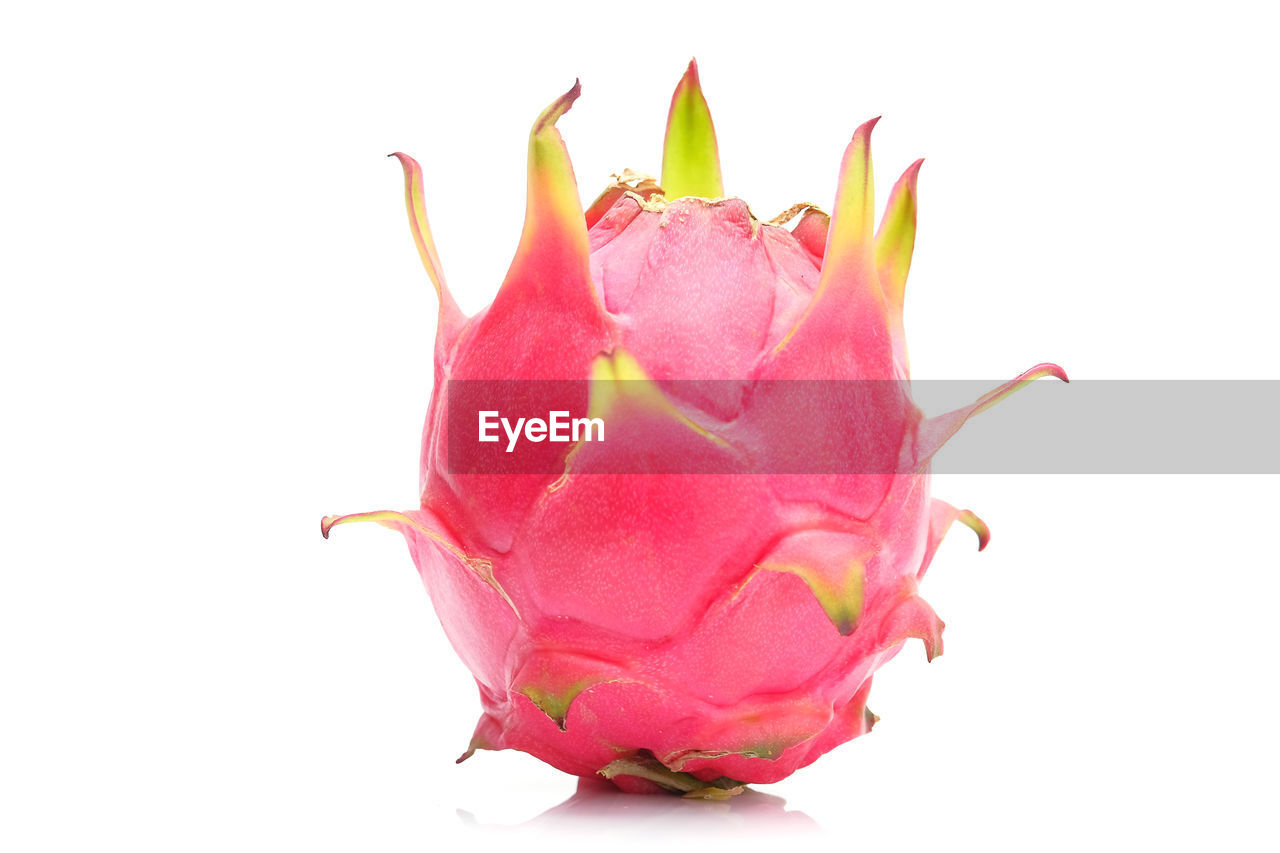 CLOSE-UP OF PINK ROSE
