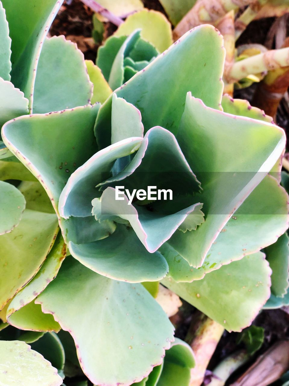 CLOSE-UP OF CACTUS PLANT