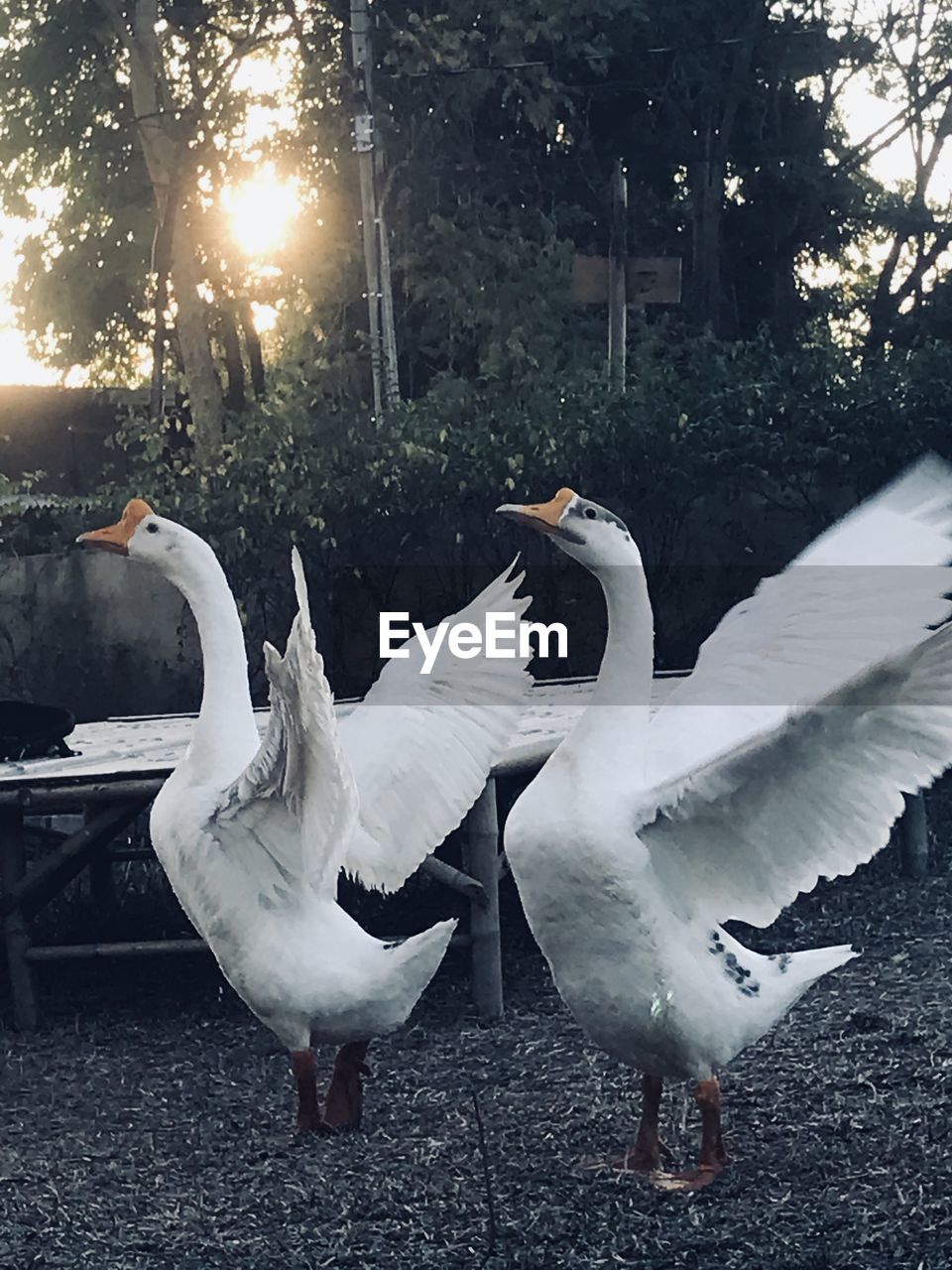 BIRDS IN THE LAKE