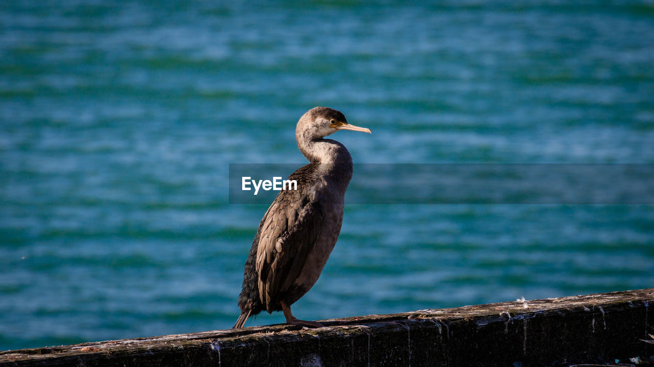 SEAGULL PERCHING ON WOODEN POST