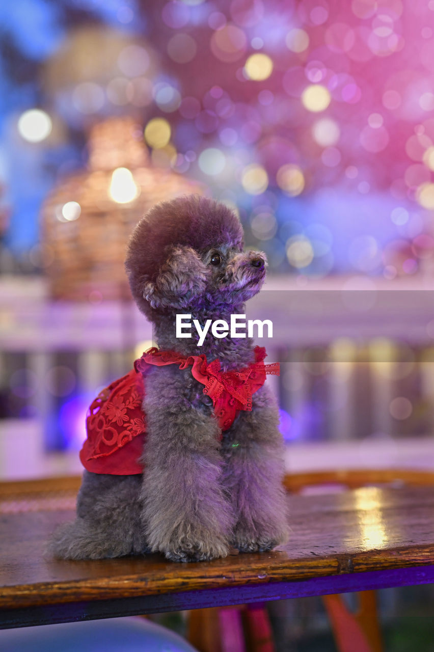 Close-up of dog sitting on table