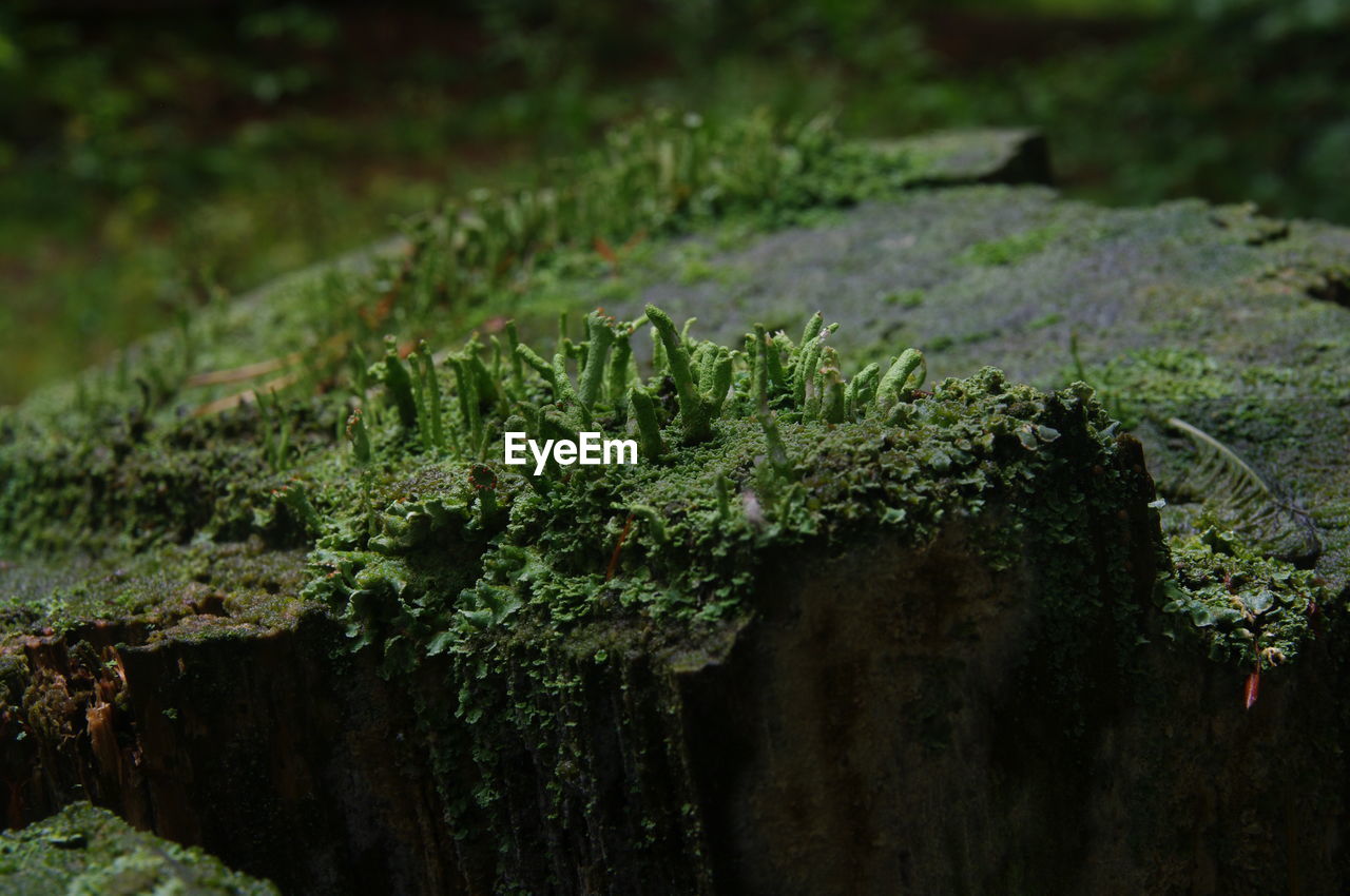 Close-up of moss growing on tree trunk