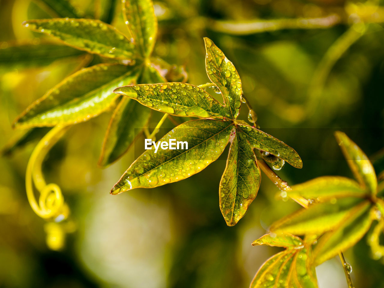 CLOSE-UP OF FRESH PLANT