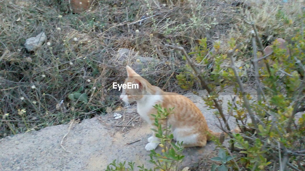 HIGH ANGLE VIEW OF CAT AMIDST GRASS