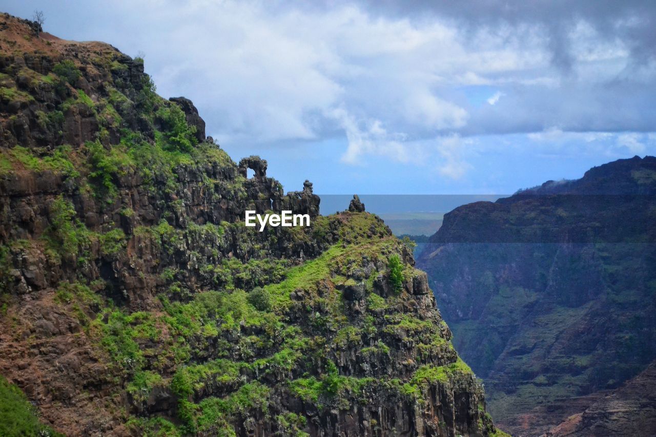 VIEW OF TREES ON MOUNTAIN