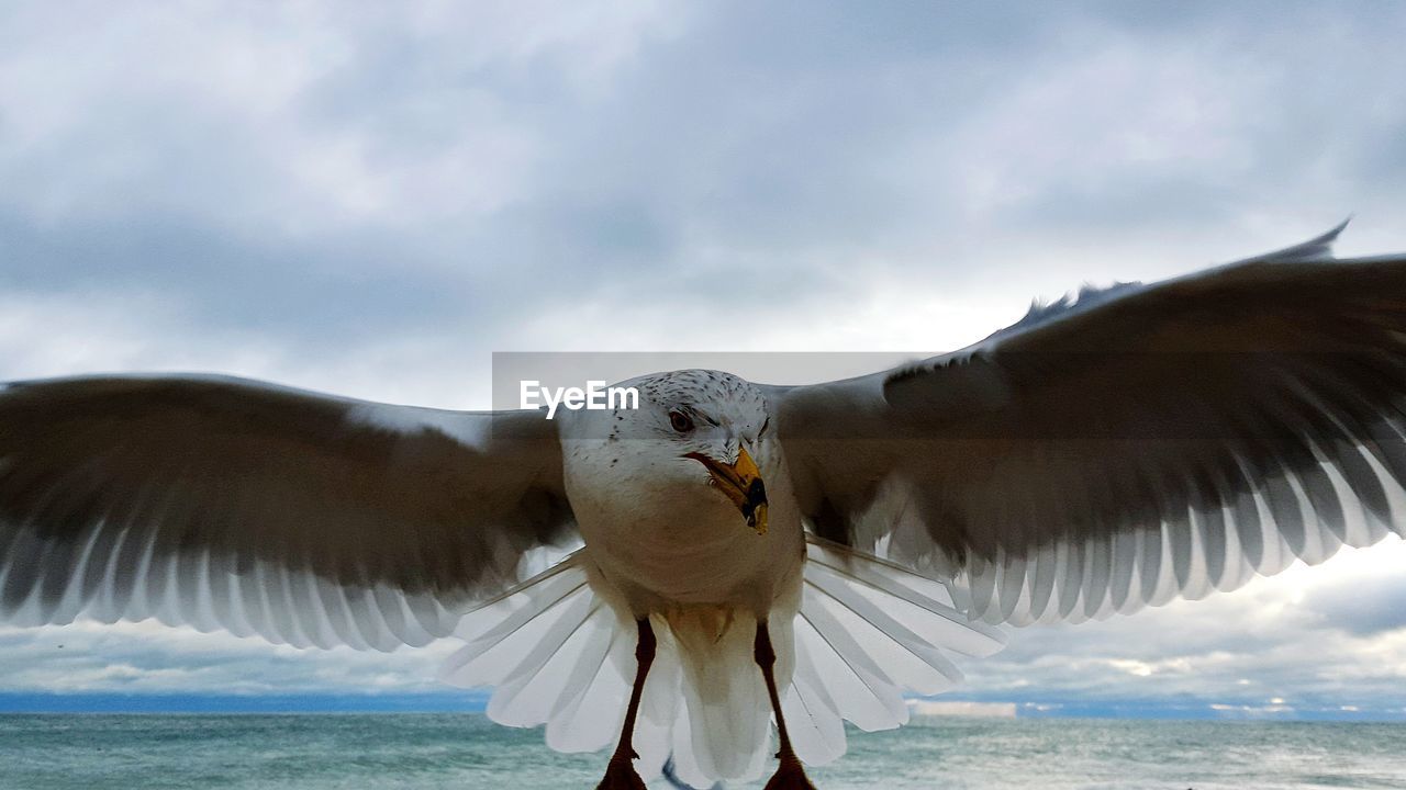 Close-up of seagull against cloudy sky