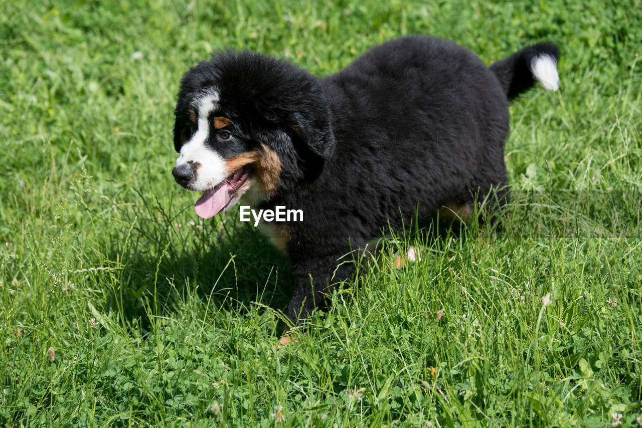 DOG ON GRASS AT PARK