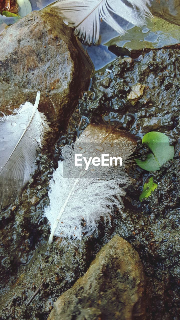 CLOSE UP OF LEAF