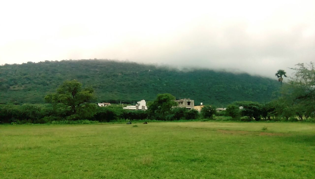 HOUSES ON GRASSY FIELD