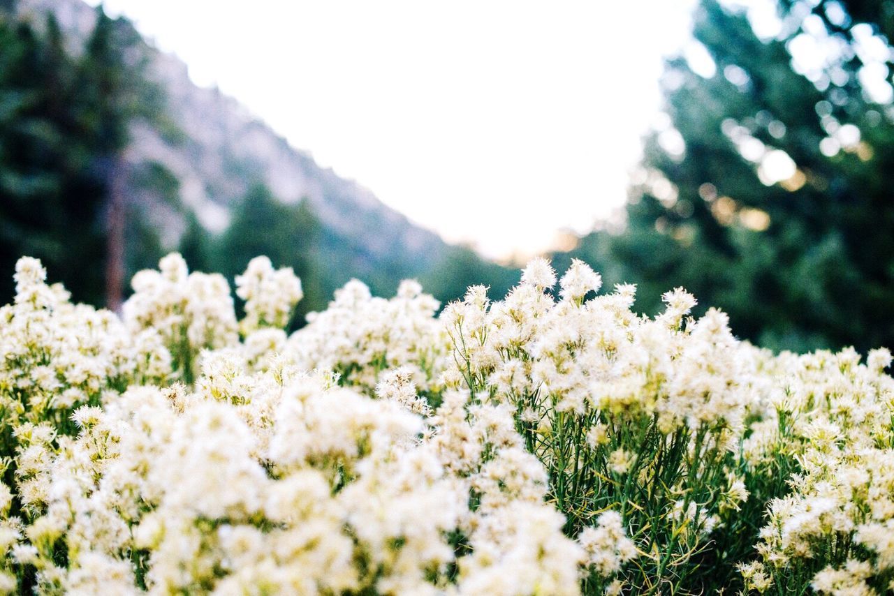 Close-up of white flowers growing against mountain
