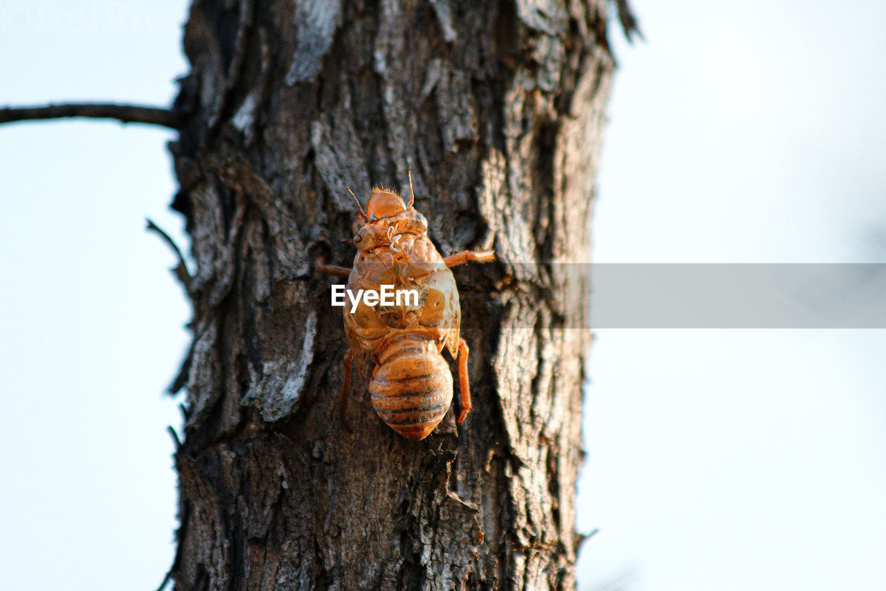 CLOSE-UP OF A TREE