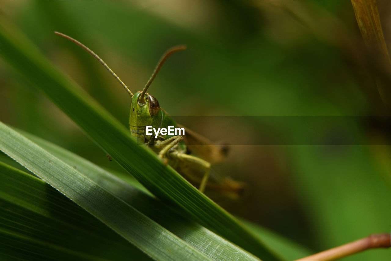 Grasshopper on blade of grass