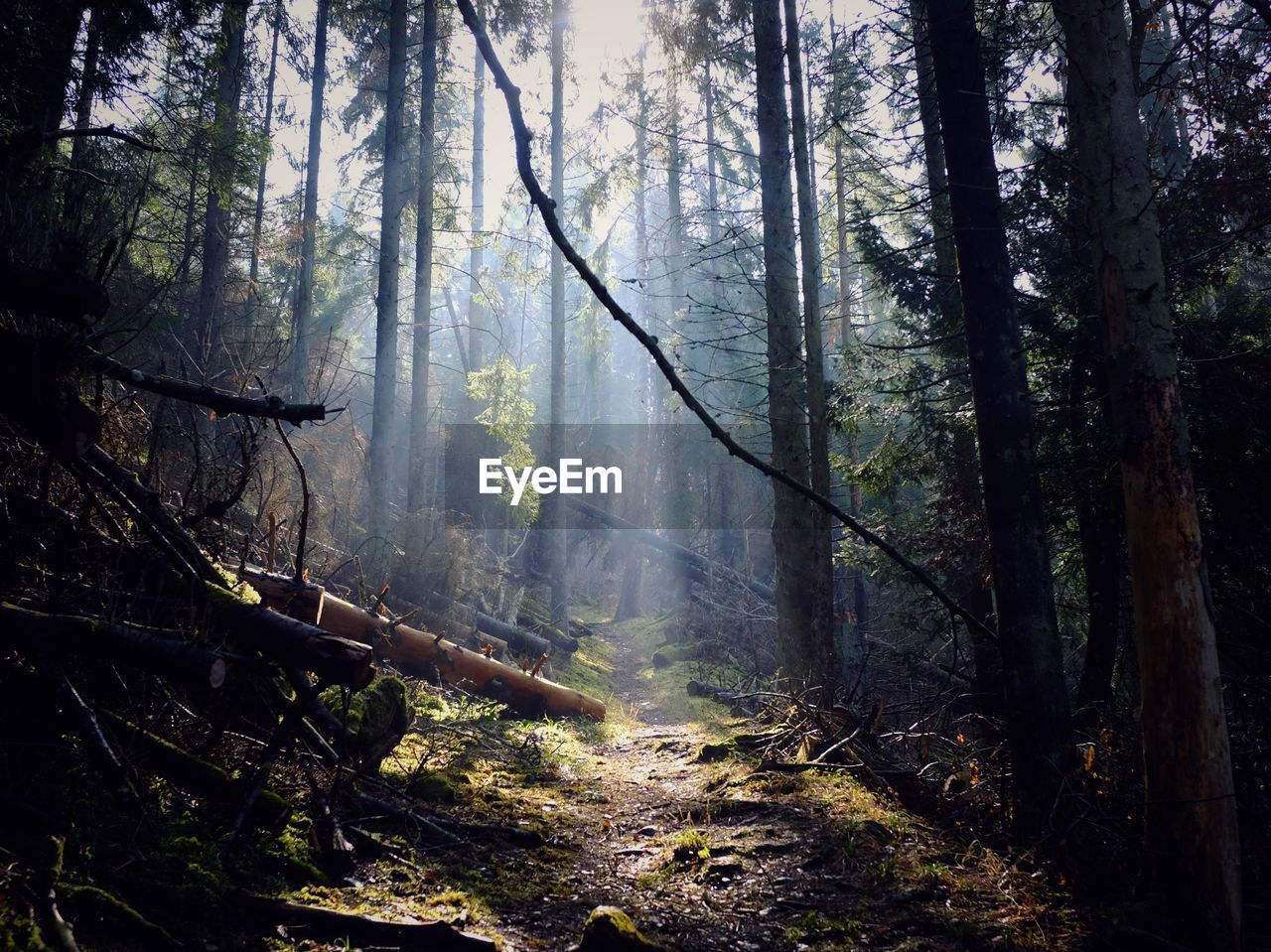 Trees in forest against sky