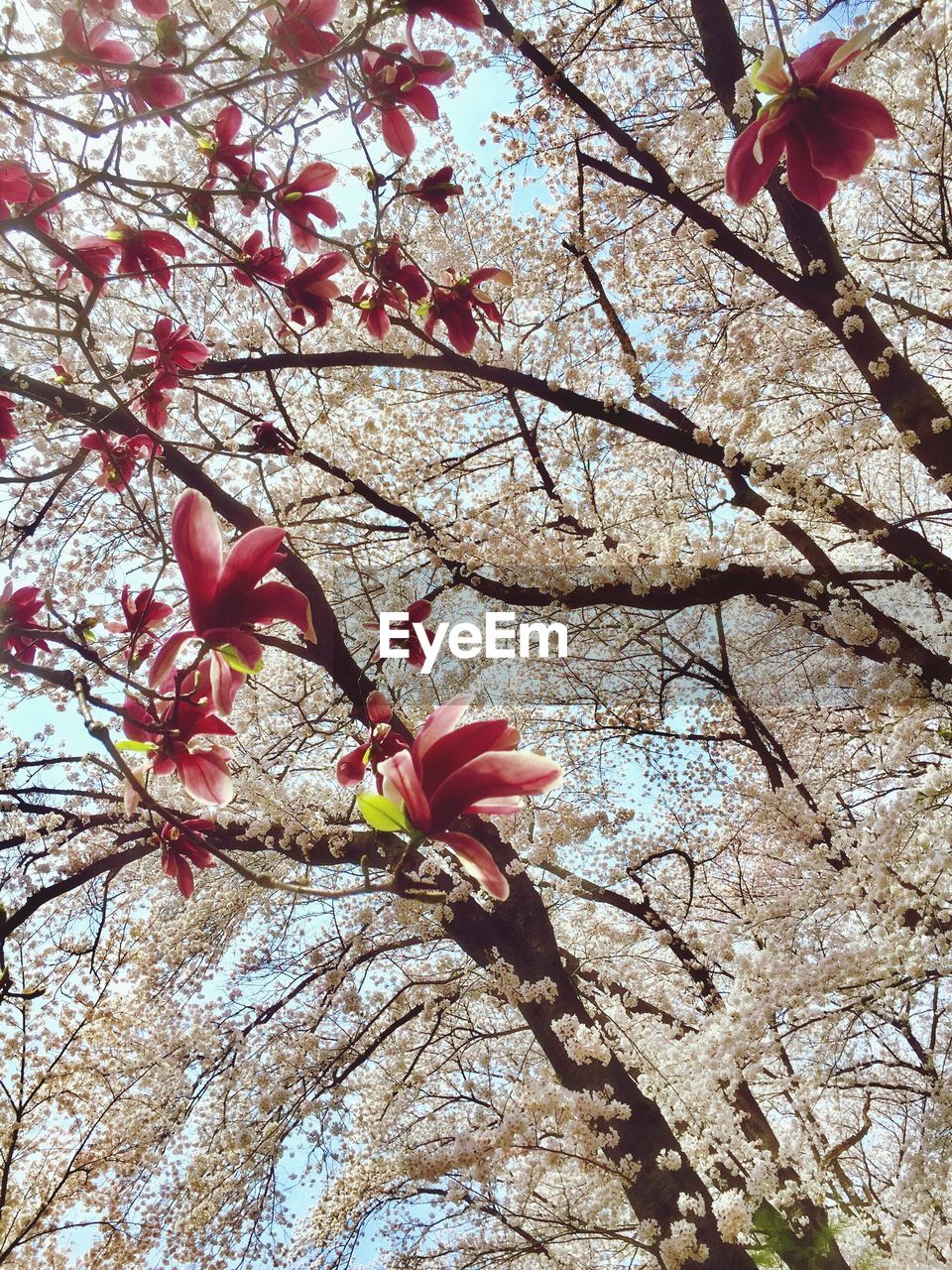 CLOSE-UP OF FLOWER TREE AGAINST SKY