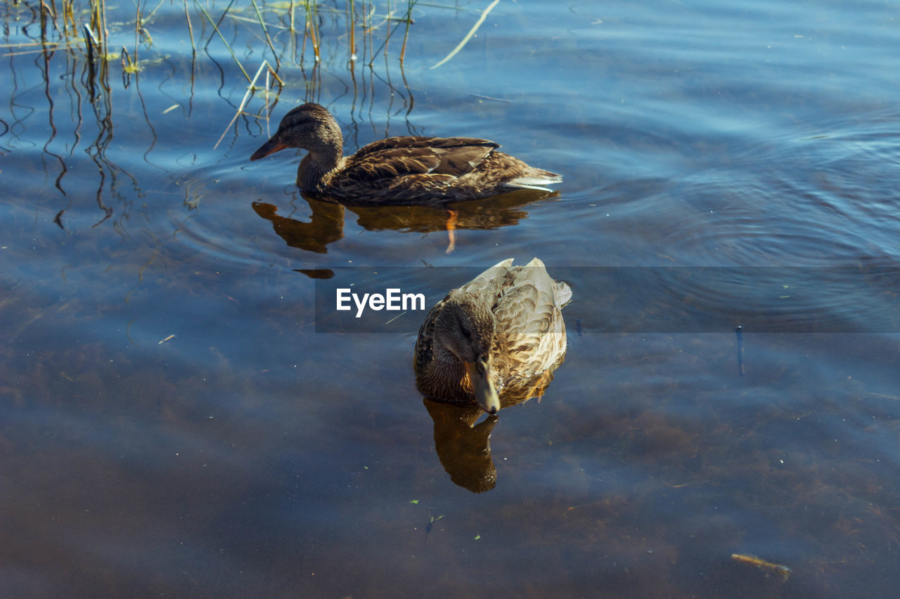 HIGH ANGLE VIEW OF MALLARD DUCK SWIMMING ON LAKE