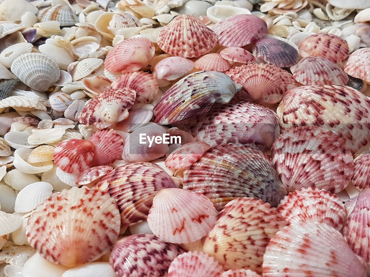 Full frame shot of shells for sale at market stall