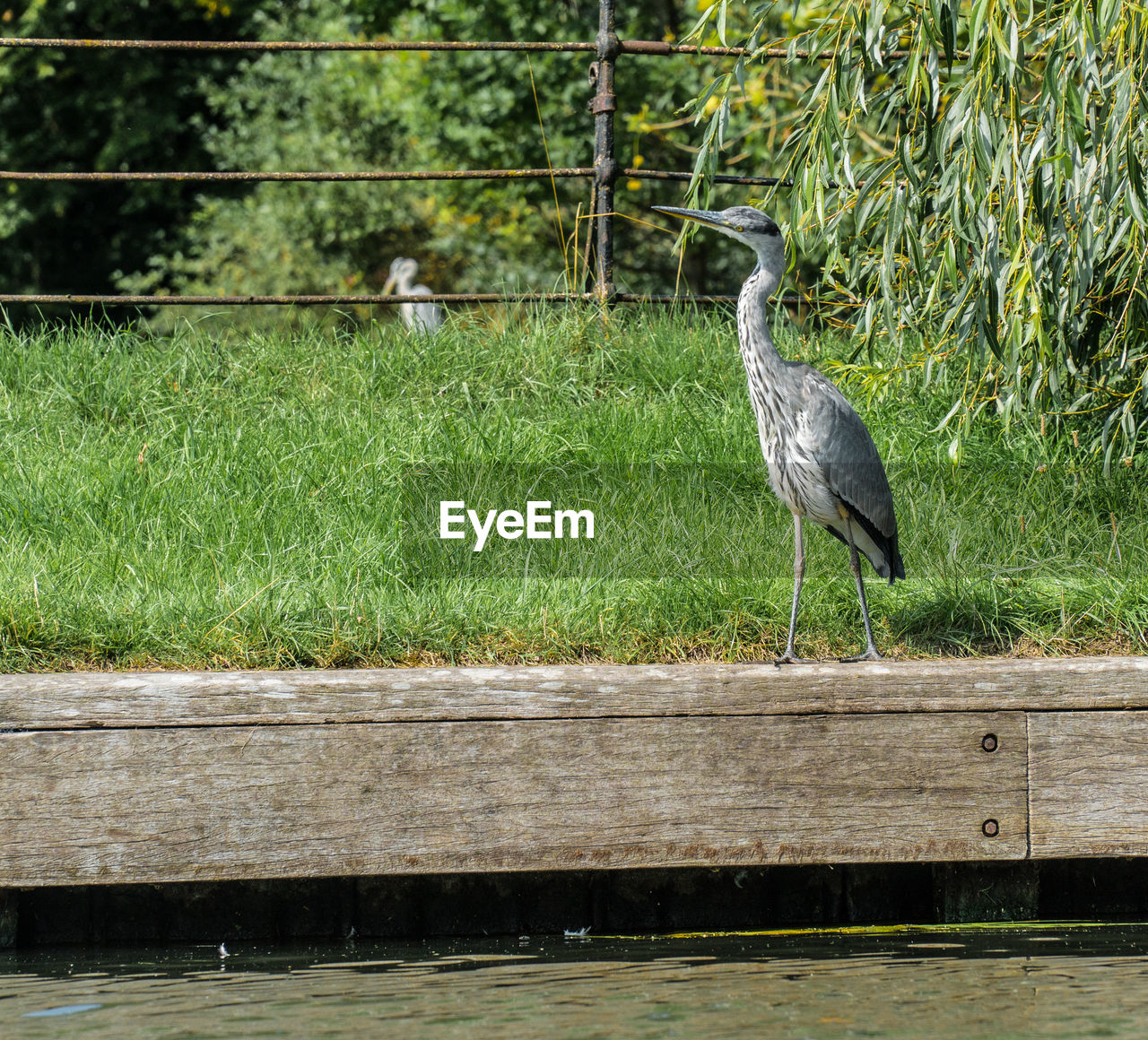 GRAY HERON PERCHING ON WOOD