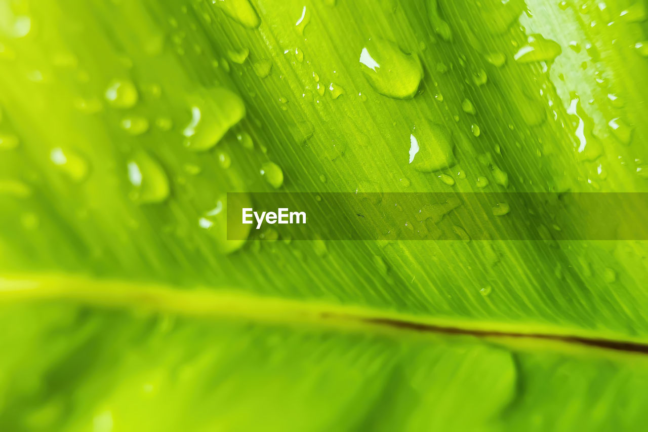 FULL FRAME SHOT OF RAINDROPS ON GREEN LEAVES