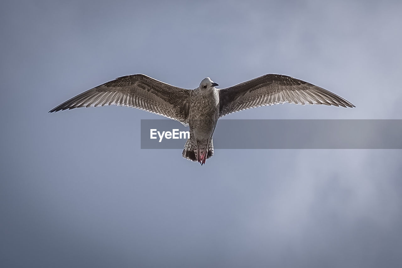 Low angle view a seagull  flying against sky