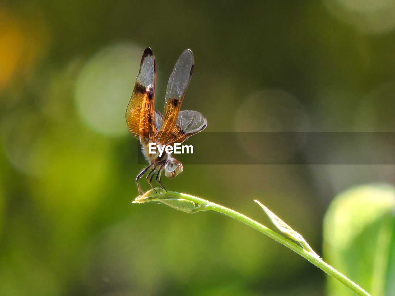 Close-up of dragonfly on plant