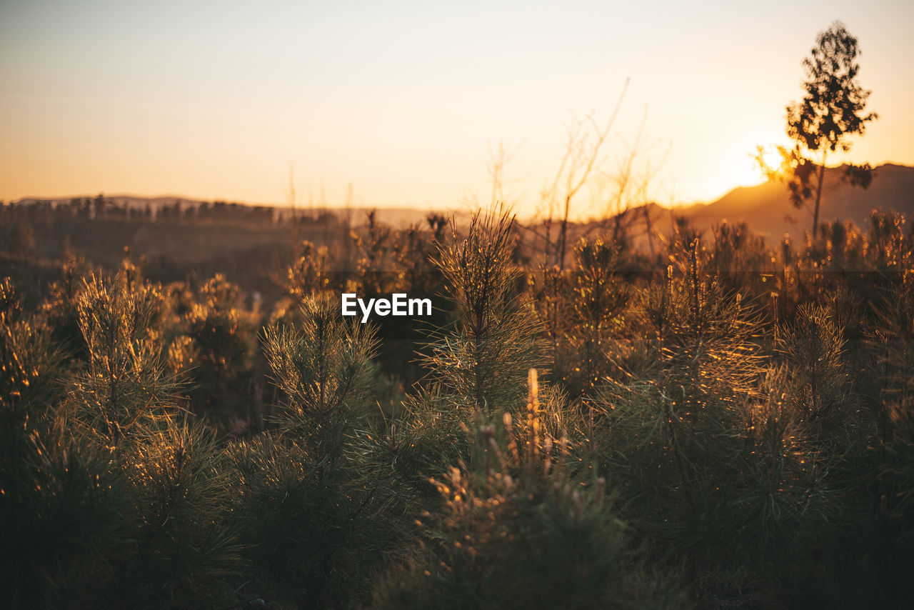 PLANTS ON FIELD DURING SUNSET