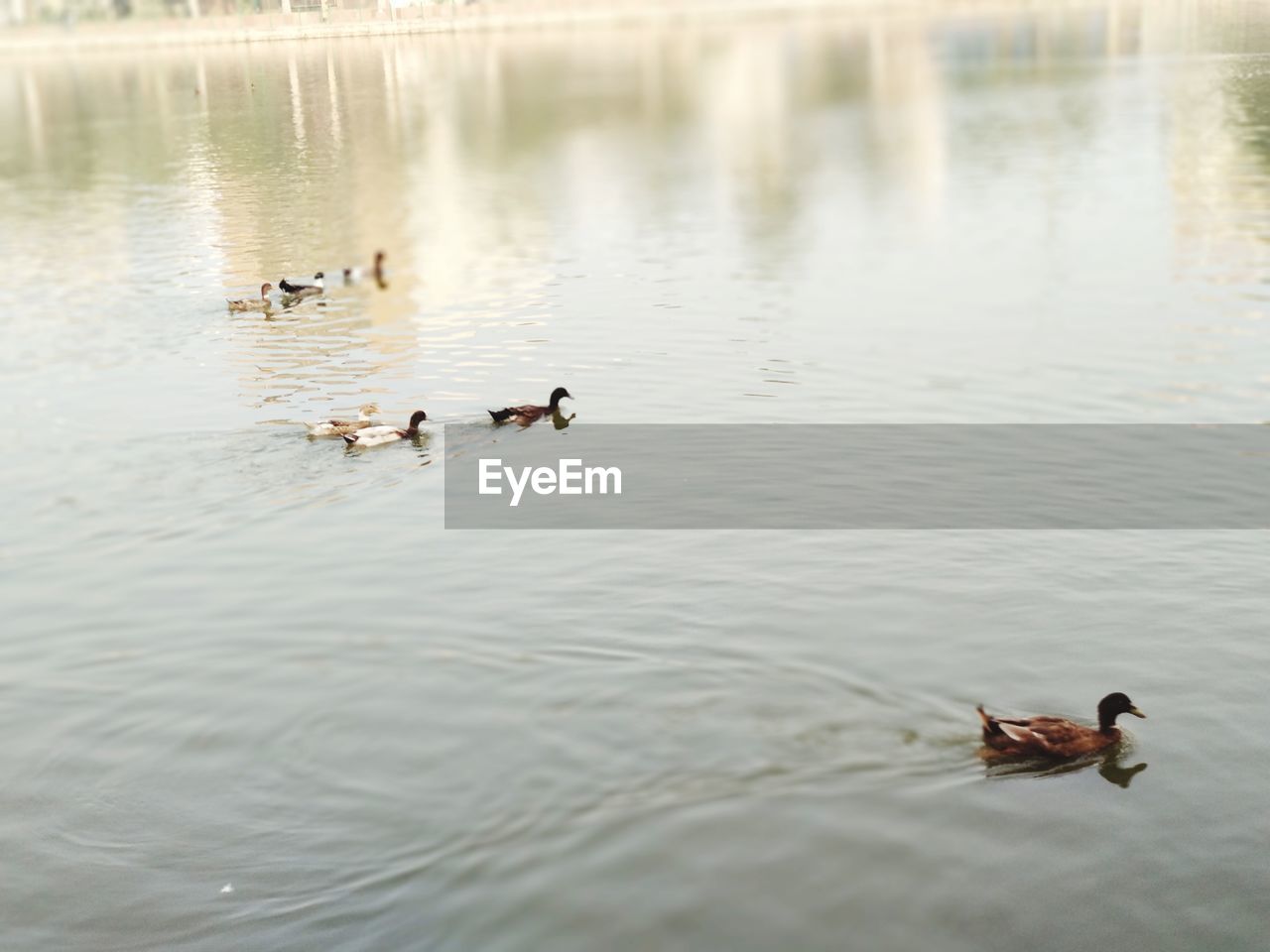 SWANS SWIMMING ON LAKE