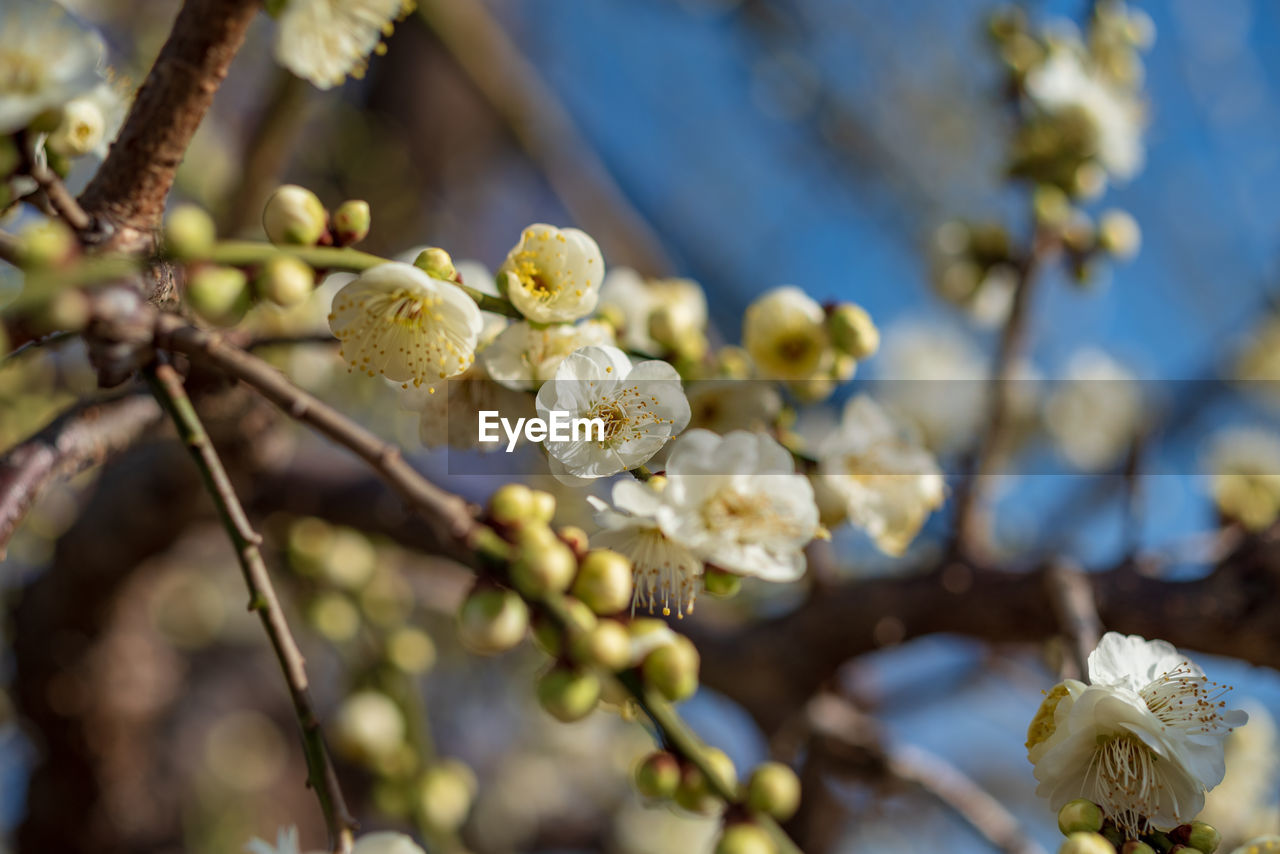 Close-up of cherry blossom on tree