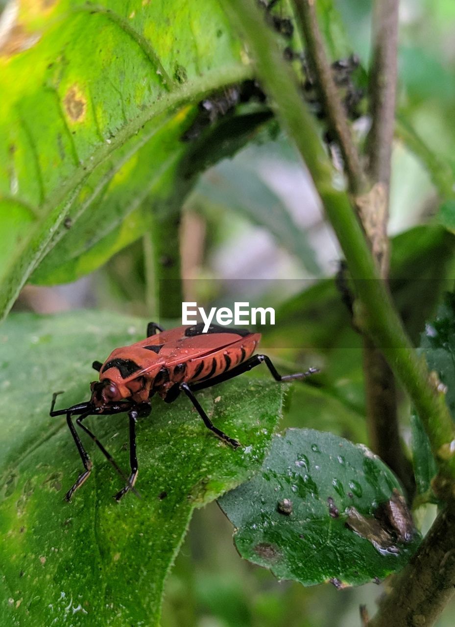 CLOSE-UP OF CATERPILLAR ON LEAF
