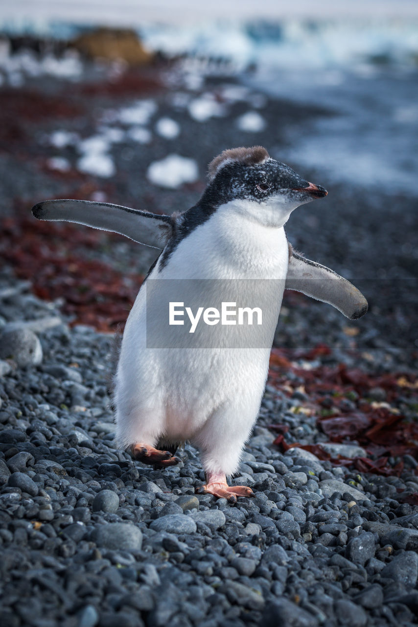 Adelie penguin chick rushing along shingle beach