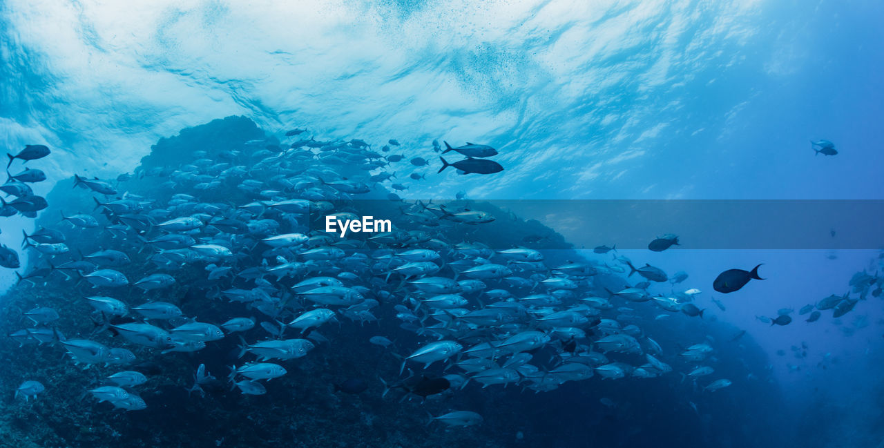 School of bigeye trevally, underwater photography