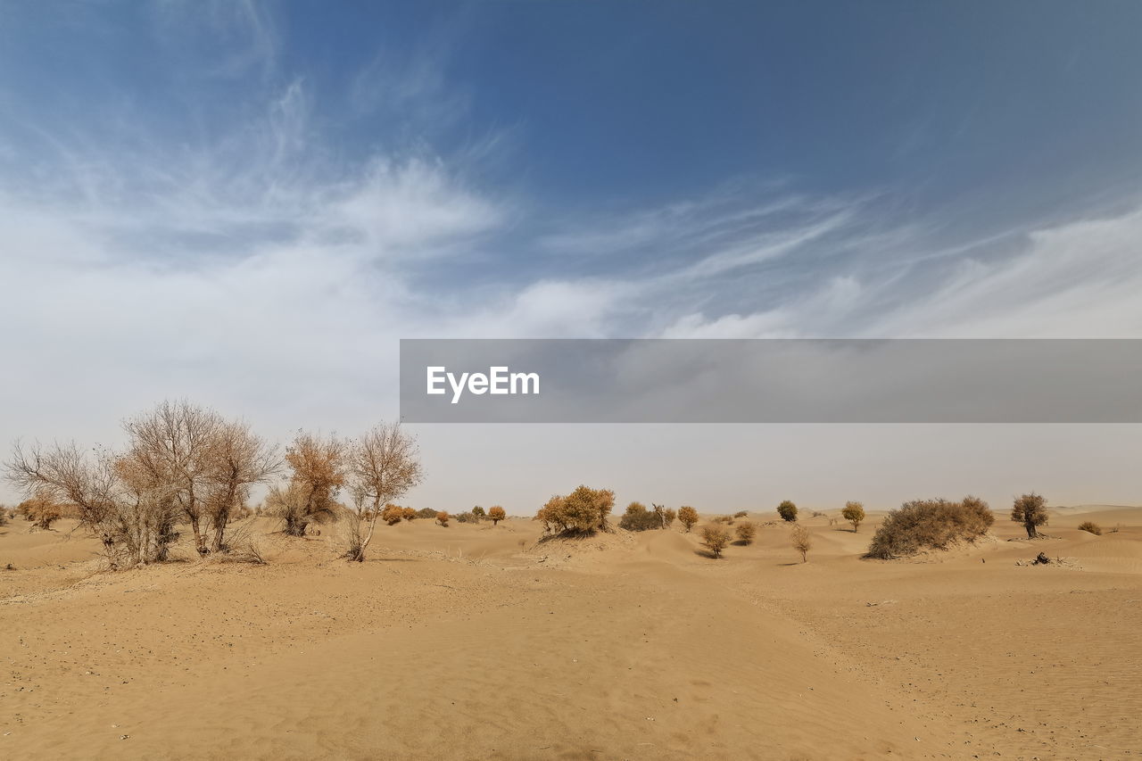 0328 tamarisk and desert poplar-populus euphratica deciduous trees-taklamakan desert. xinjiang-china