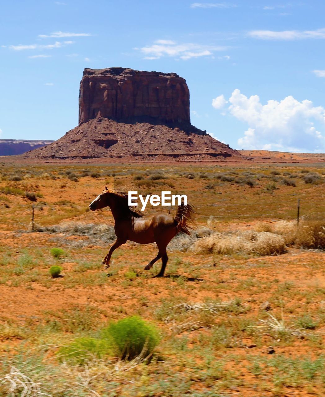 View of a wild horse on field