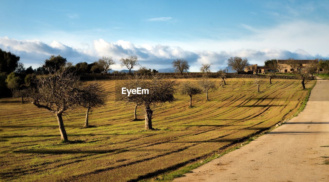 PLANTS GROWING ON FIELD AGAINST SKY