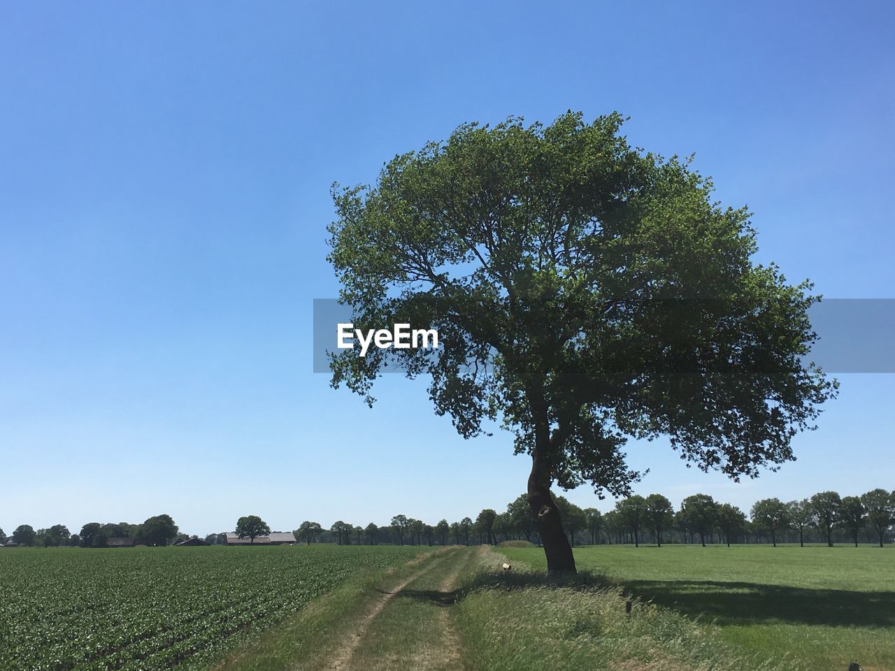 TREE ON FIELD AGAINST CLEAR BLUE SKY