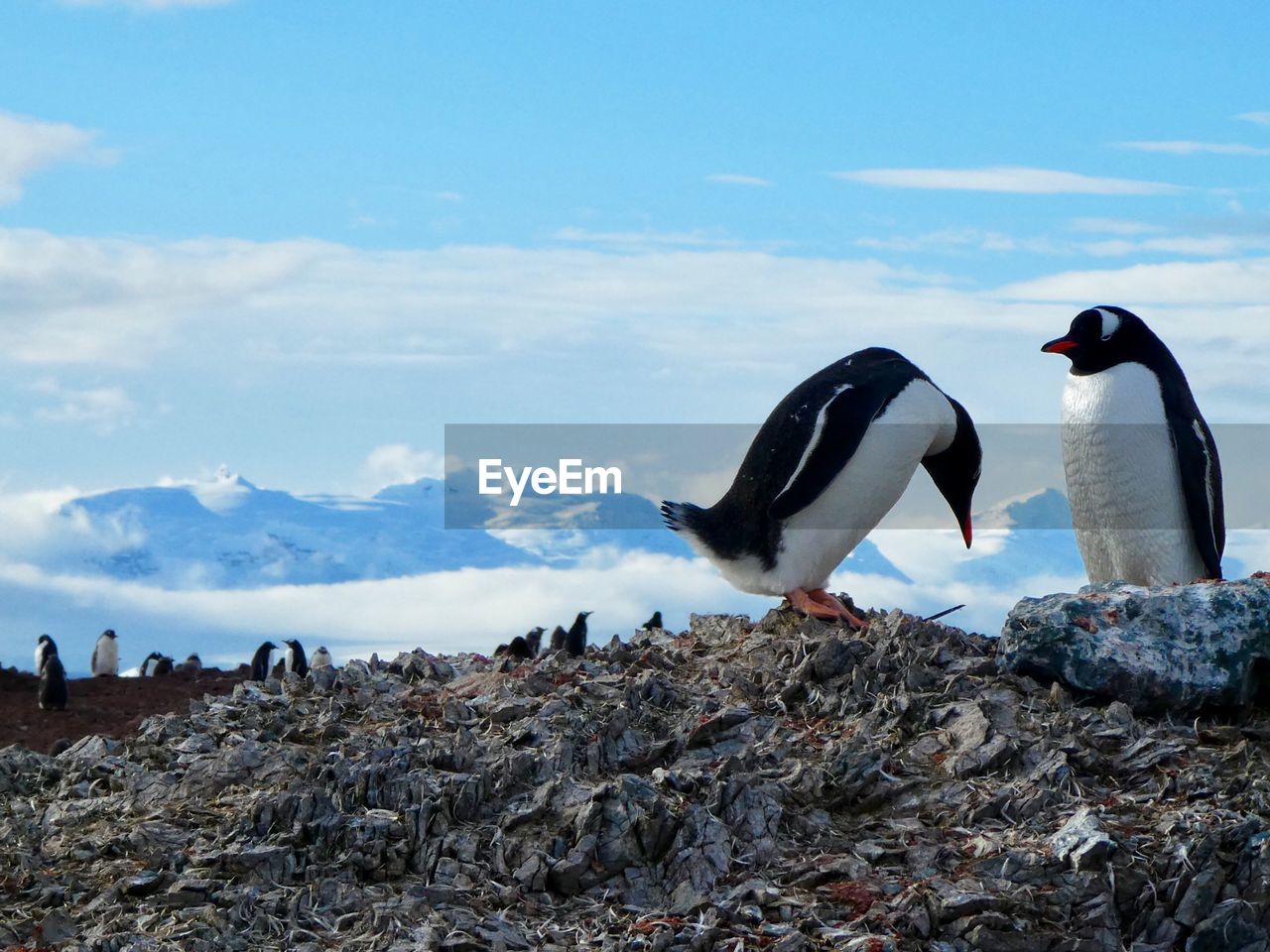 Gentoo penguins on rock with mountains in antarctica